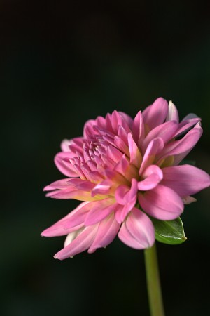 Dahlias Pink
